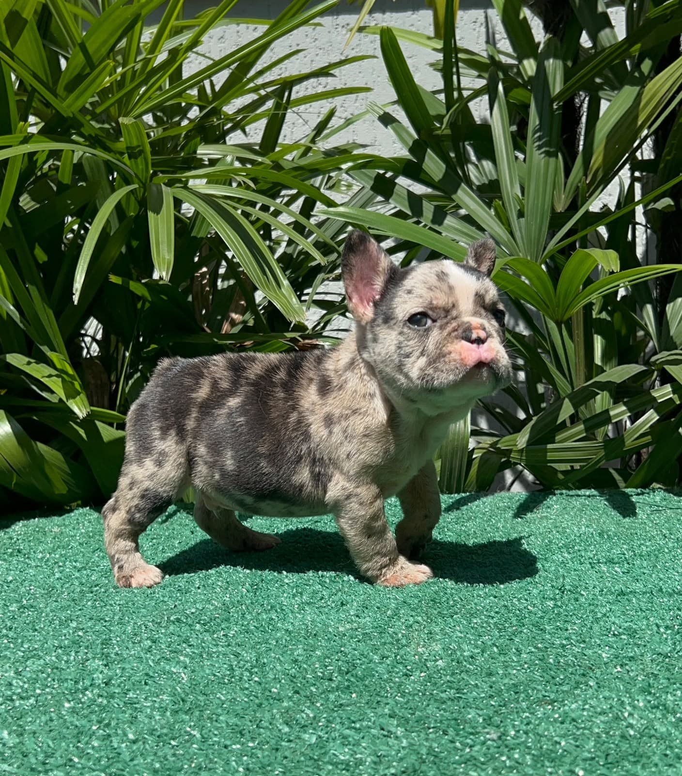 Luke, Bulldog Francês black merle, de perfil em frente às plantas