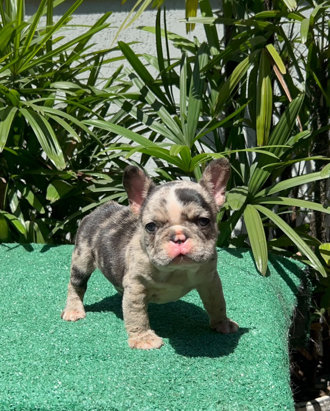 Luke, Bulldog Francês black merle, em pé olhando para a câmera