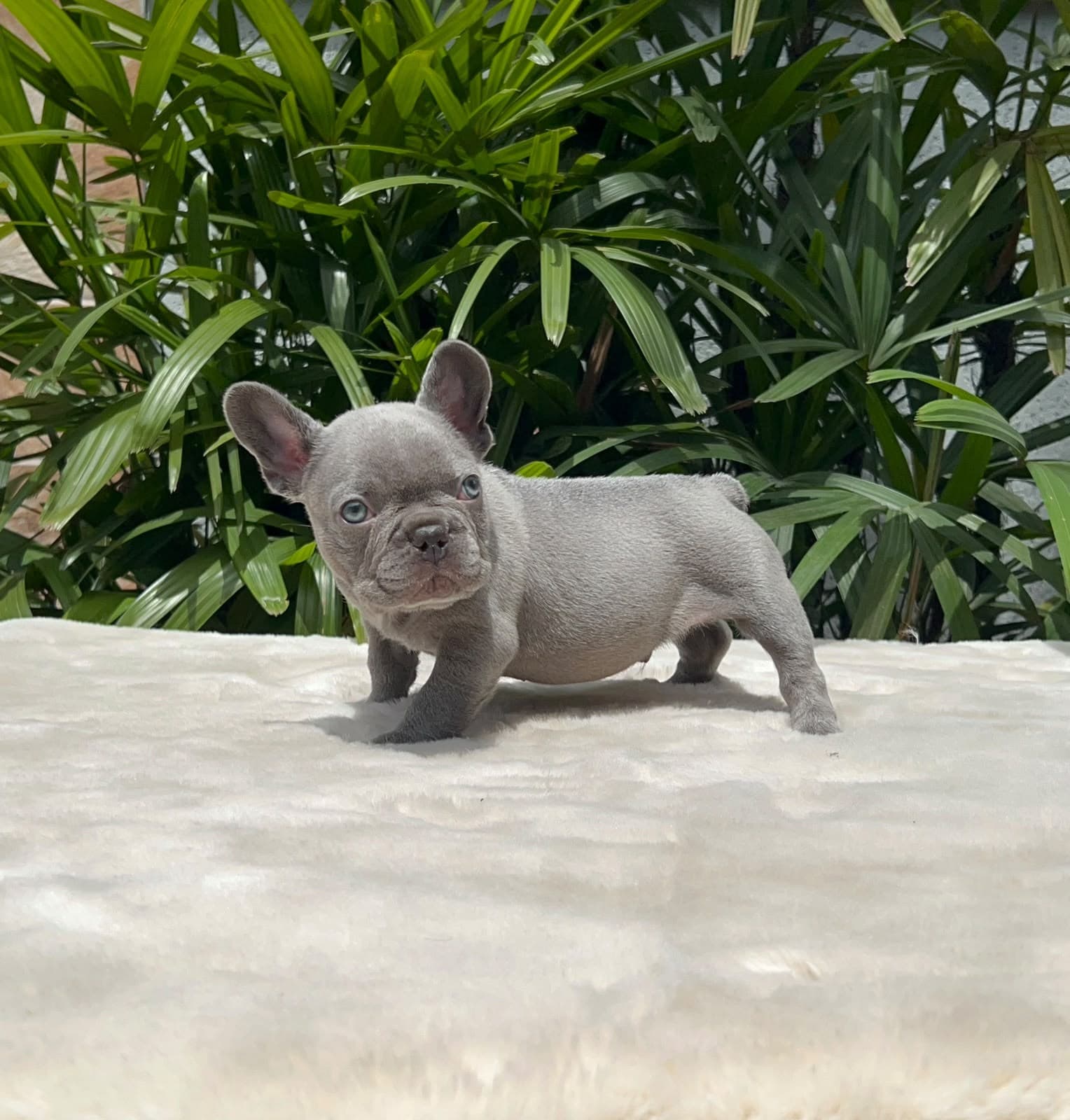 Filhote de Bulldog Francês lilac de olhos azuis do Canil Kessy Sarameg