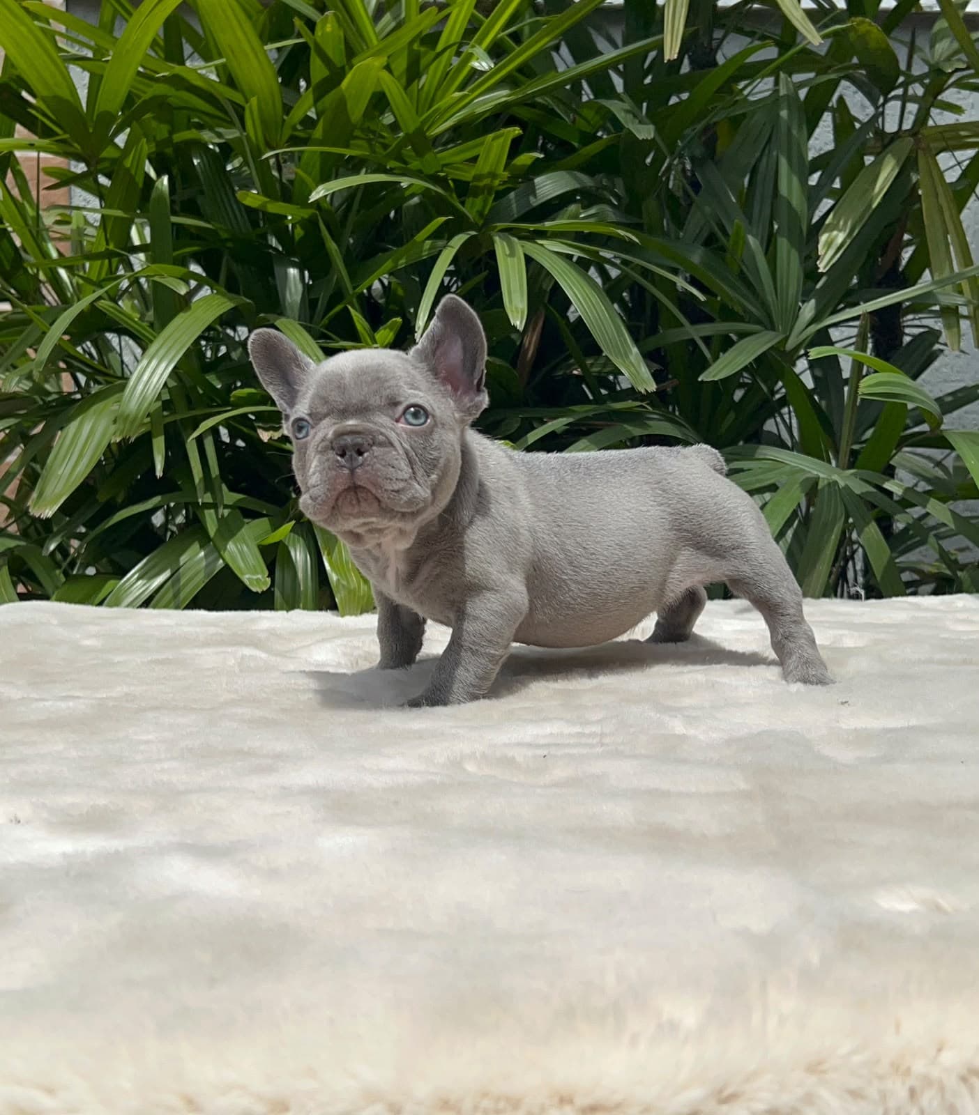 Max, Bulldog Francês lilac, olhando para o lado em frente às plantas