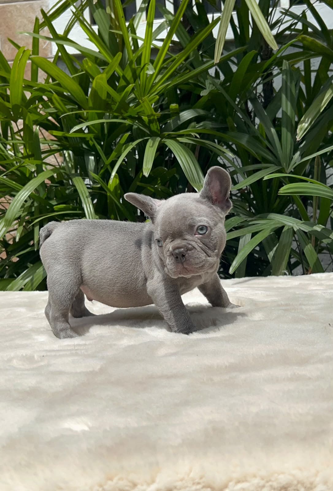 Filhote de Bulldog Francês lilac de perfil