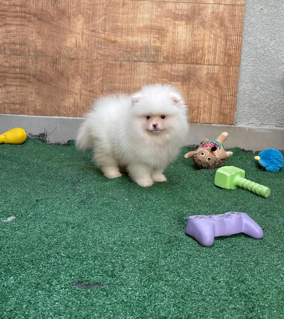 Bob, filhote de Lulu da Pomerânia creme do Canil Kessy Sarameg