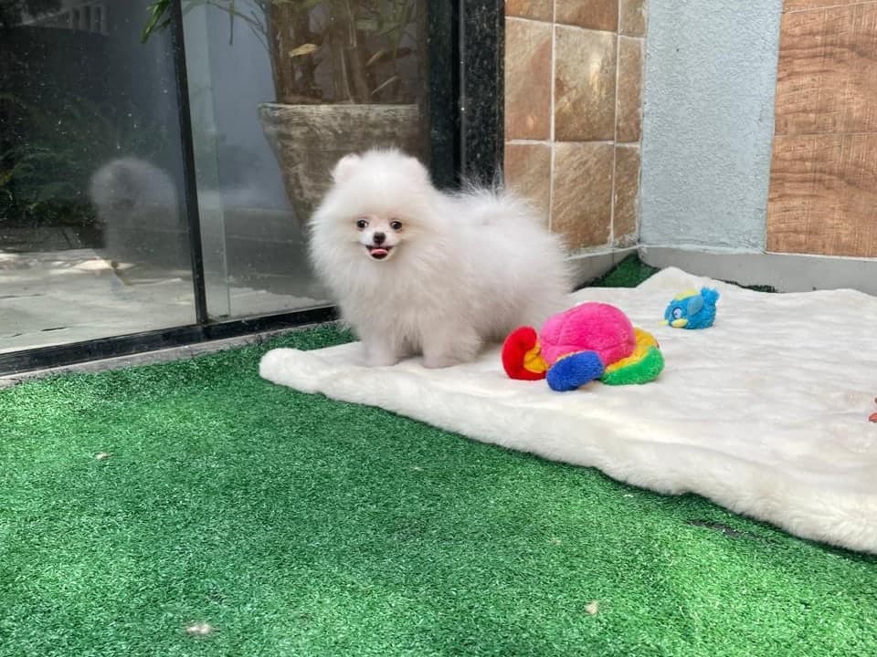 Amora, filhote de Lulu da Pomerânia creme, sobre a manta com brinquedos