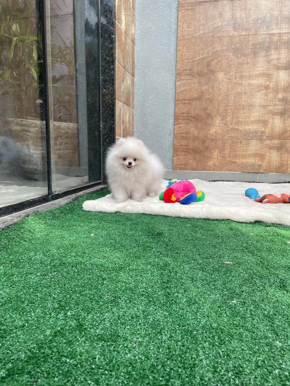 Amora, filhote de Lulu da Pomerânia creme — foto 4