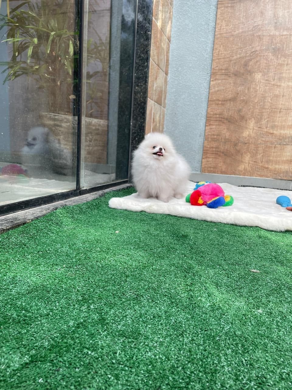 Amora, filhote de Lulu da Pomerânia creme — foto 2