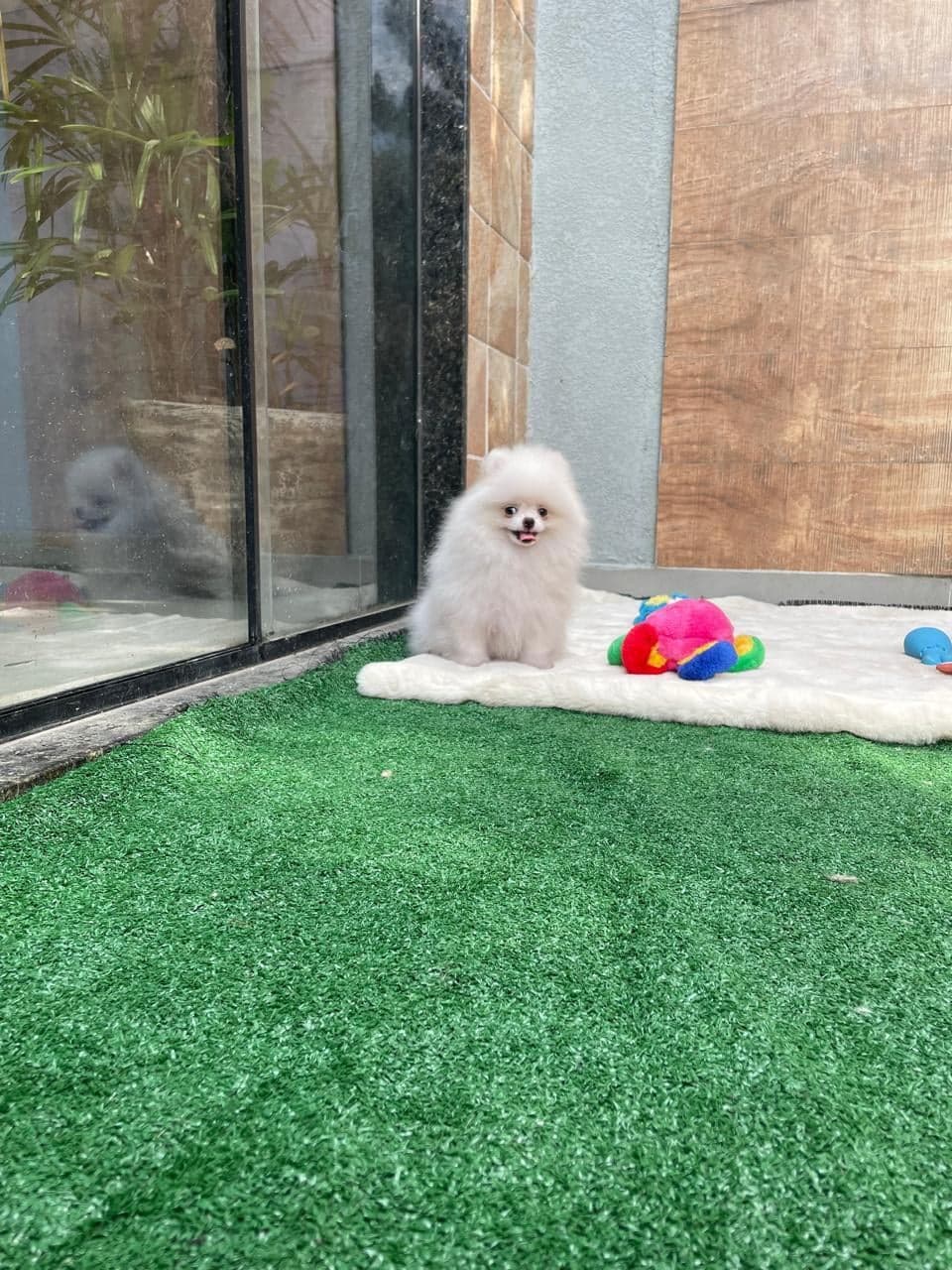 Amora, filhote de Lulu da Pomerânia creme — foto 3