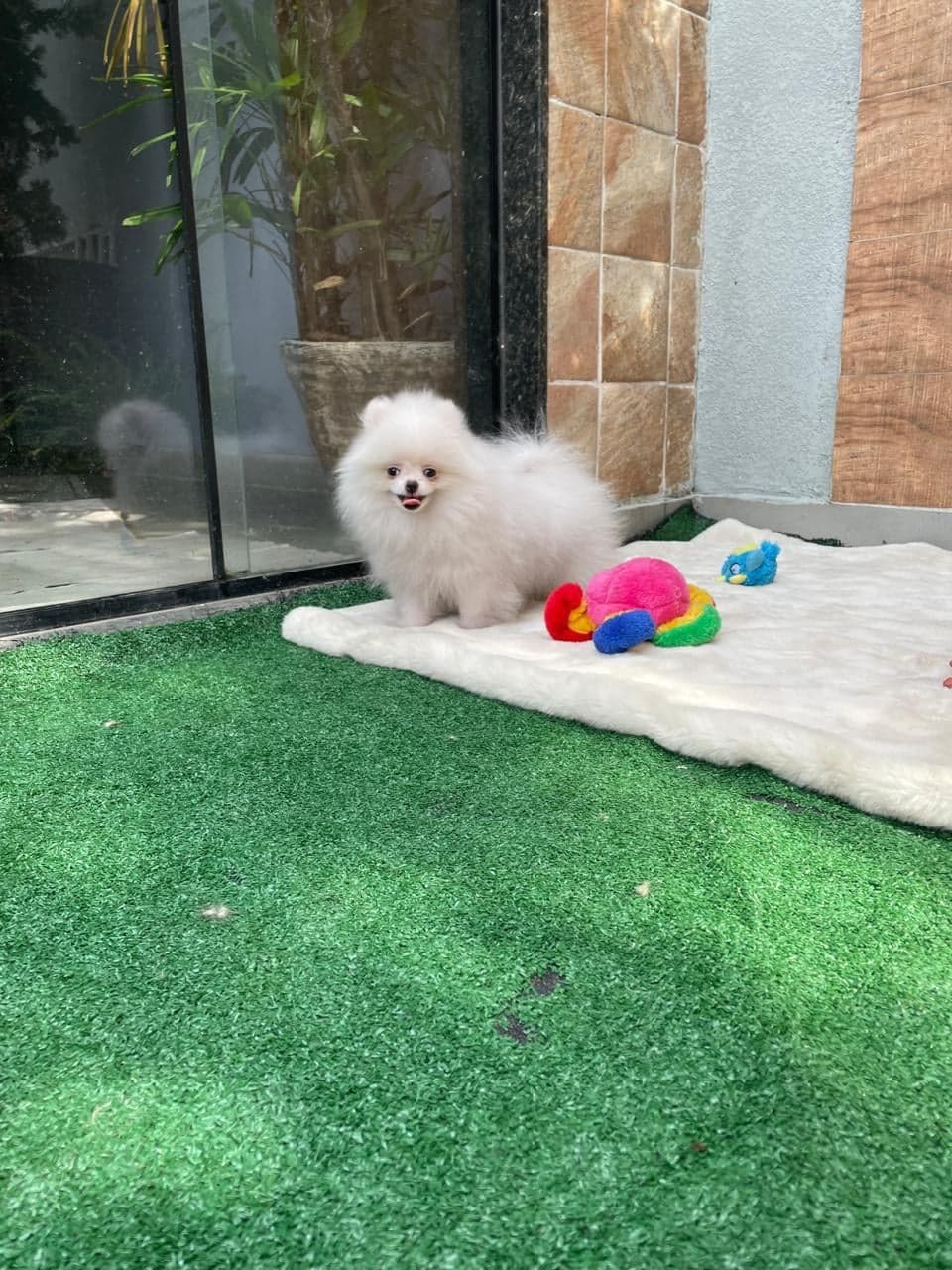 Amora, filhote de Lulu da Pomerânia creme — foto 1