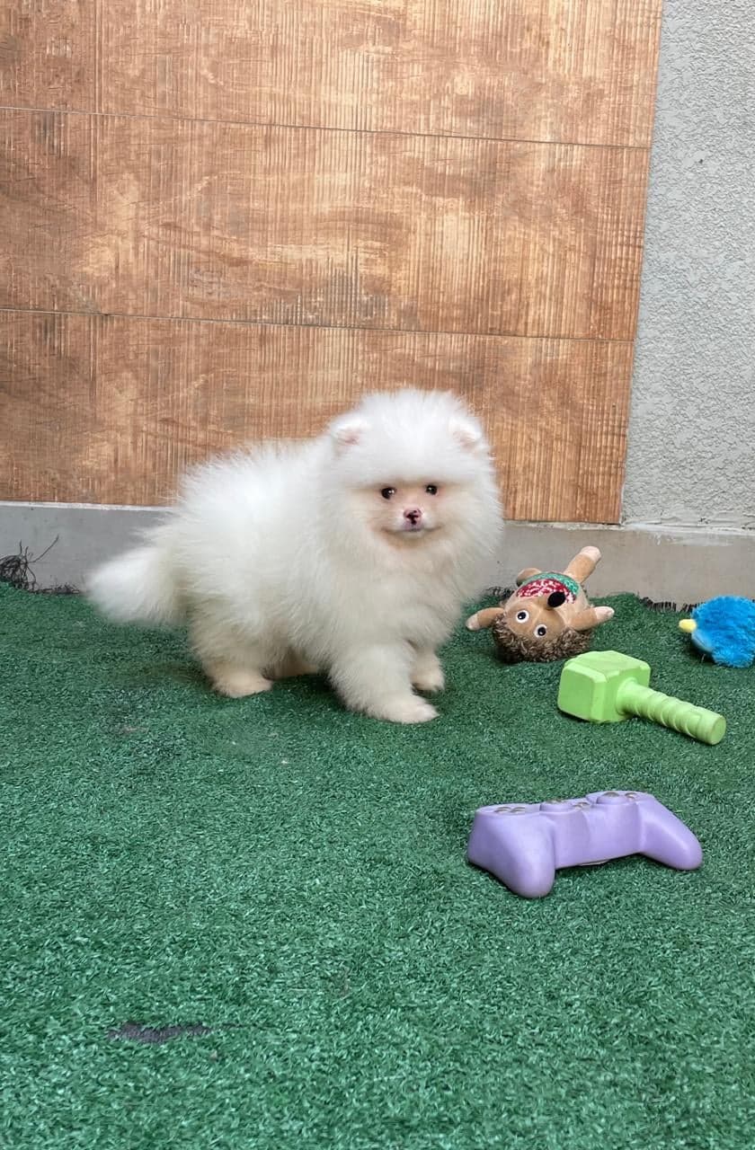 Bob, filhote de Lulu da Pomerânia creme — foto 1