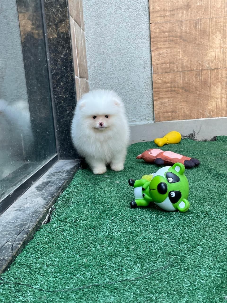 Bob, filhote de Lulu da Pomerânia creme — foto 3