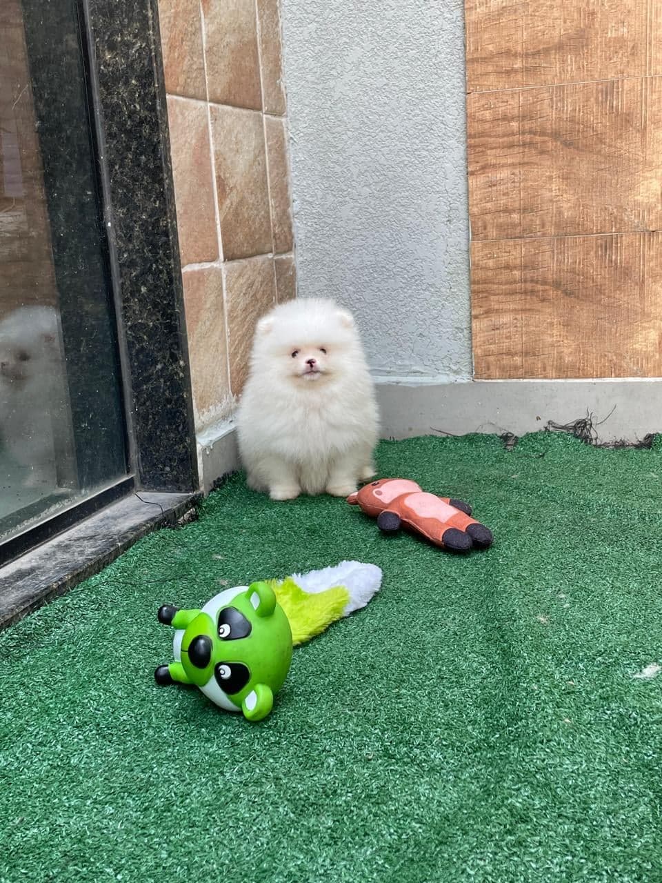Bob, filhote de Lulu da Pomerânia creme — foto 4