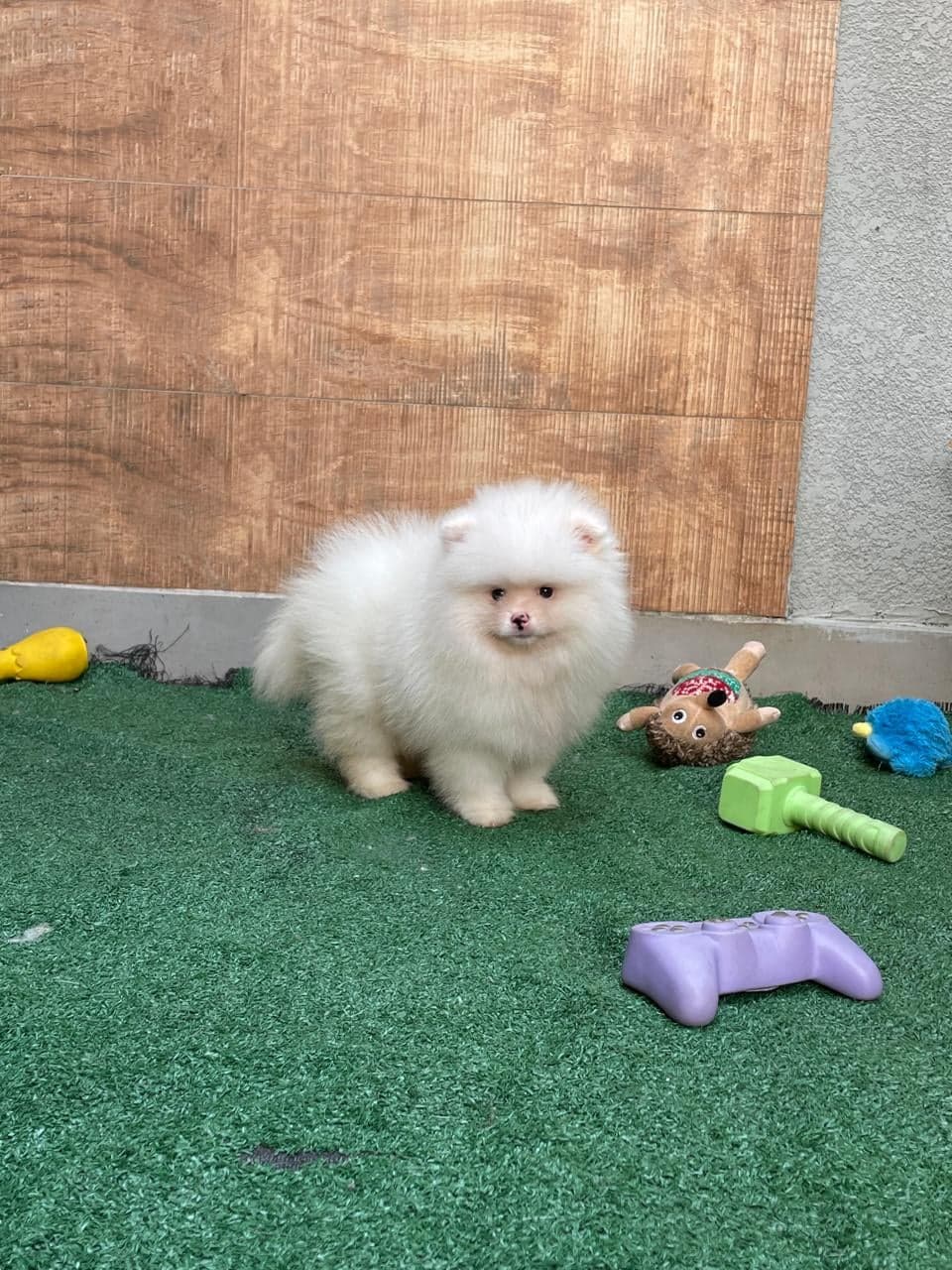 Bob, filhote de Lulu da Pomerânia creme — foto 2