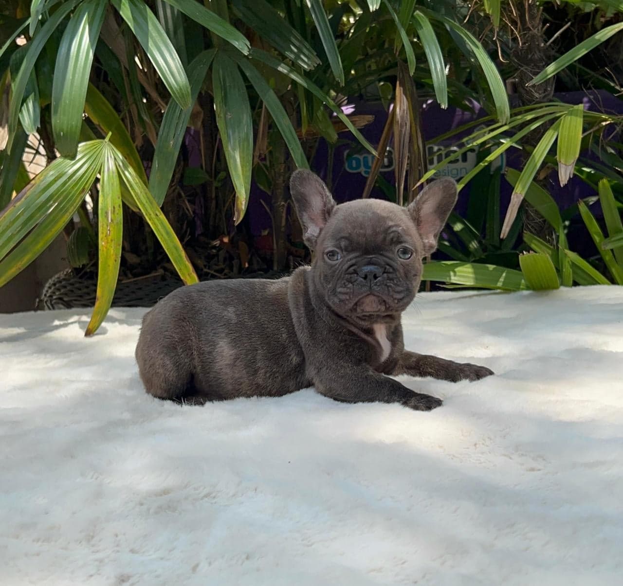 Simba, filhote de Bulldog Francês chocolate — foto 4