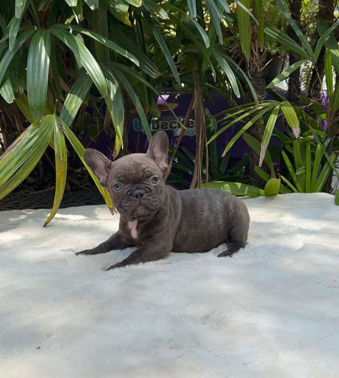 Simba, filhote de Bulldog Francês chocolate — foto 3
