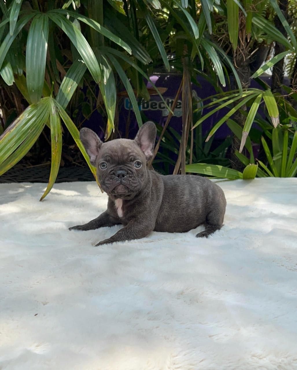 Simba, filhote de Bulldog Francês chocolate — foto 2