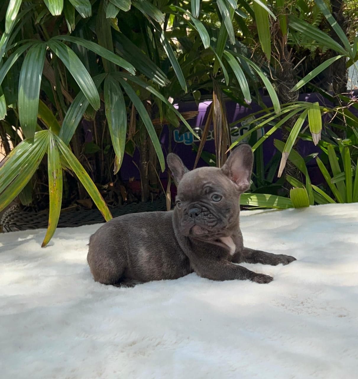 Simba, filhote de Bulldog Francês chocolate — foto 1